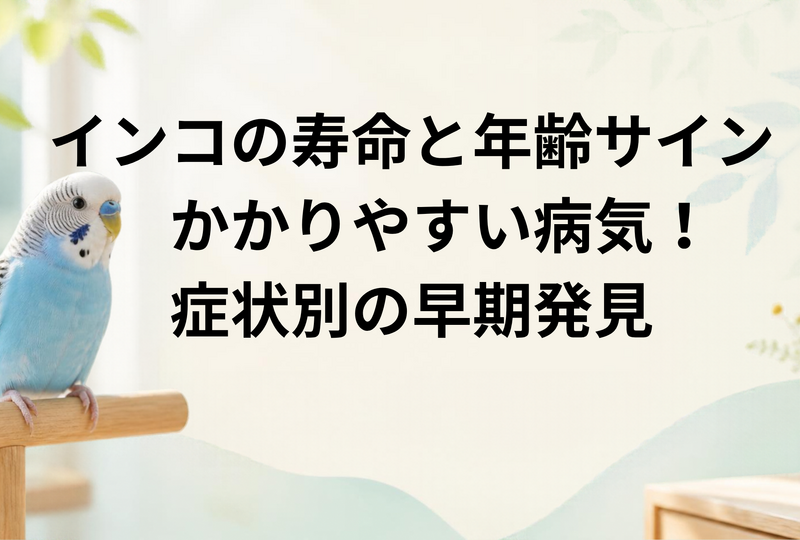 画像4279：インコの寿命と年齢サイン・かかりやすい病気全20種！症状別の早期発見・対策完全ガイド