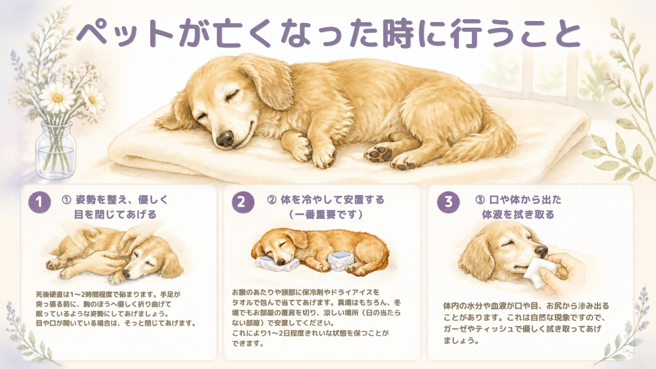 ペットが亡くなった際の安置方法
